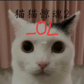 貓貓驚魂2OL