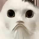 貓貓驚魂夜